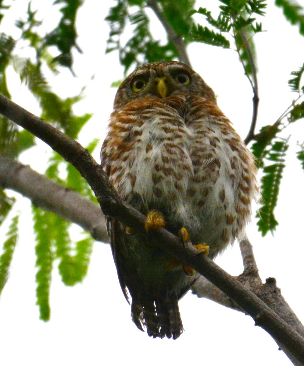 Cuban Pygmy-Owl - ML619985323