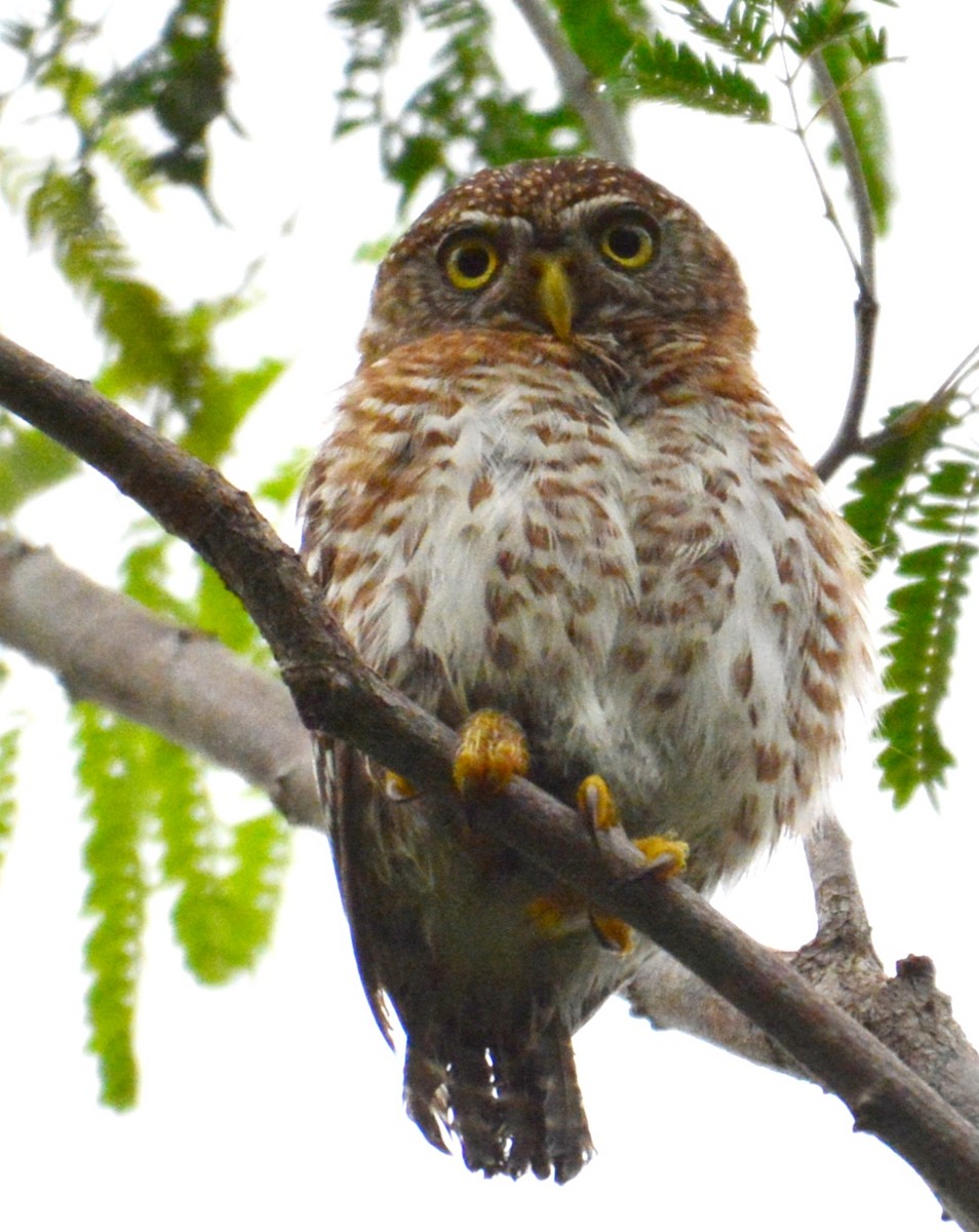 Cuban Pygmy-Owl - ML619985324