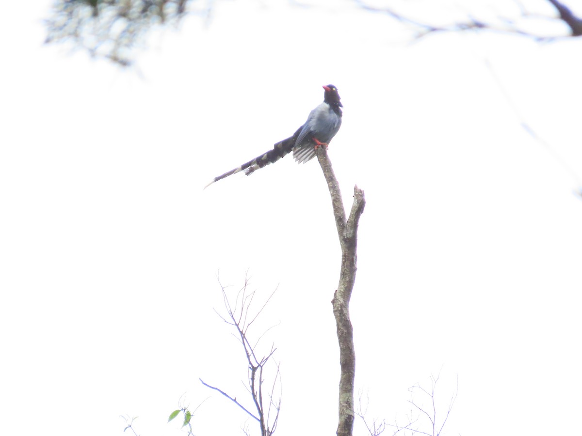 Taiwan Blue-Magpie - ML619985328