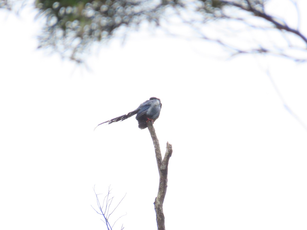 Taiwan Blue-Magpie - ML619985329