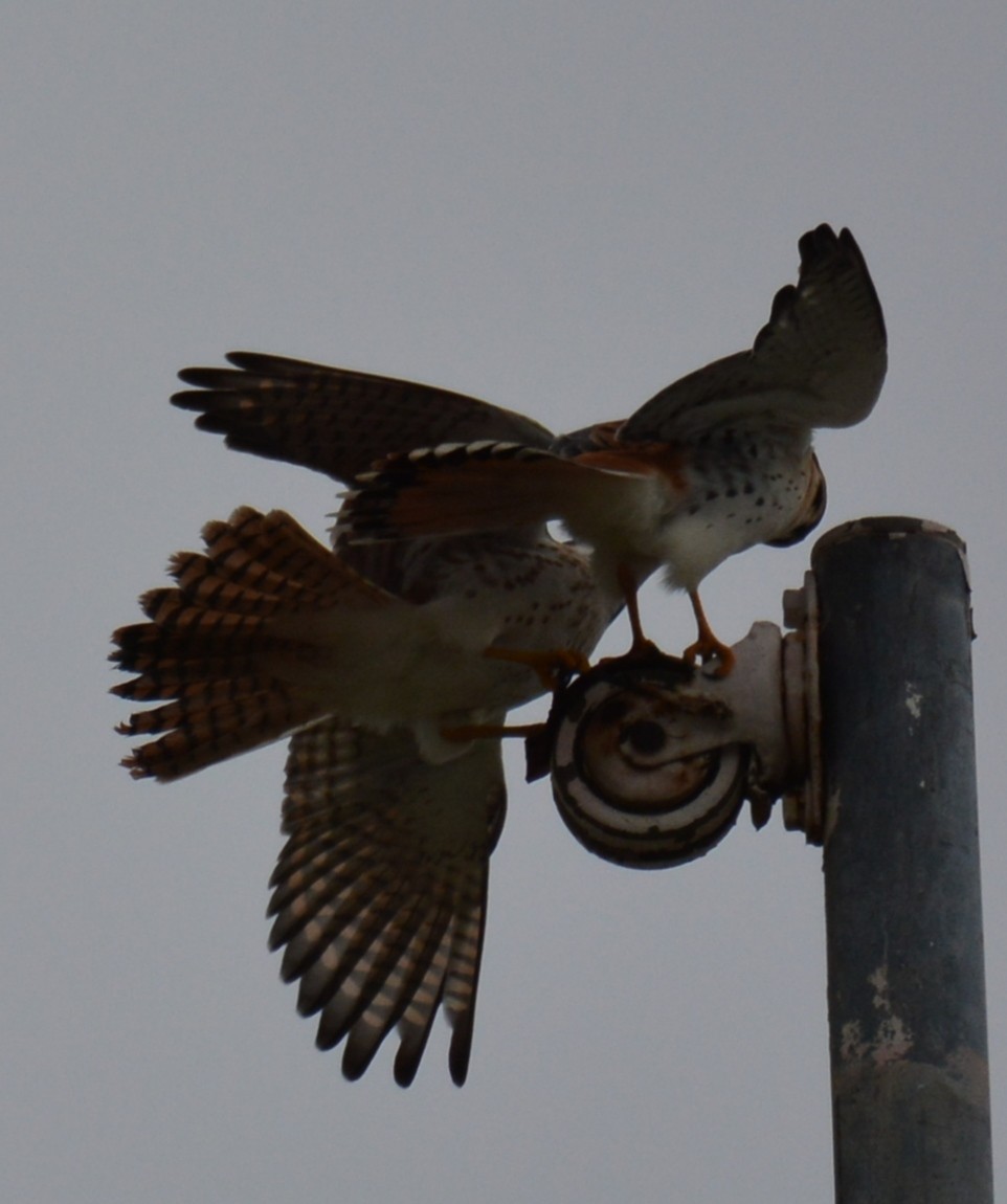 American Kestrel - ML619985344