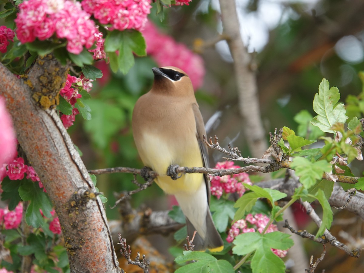 Cedar Waxwing - ML619985345