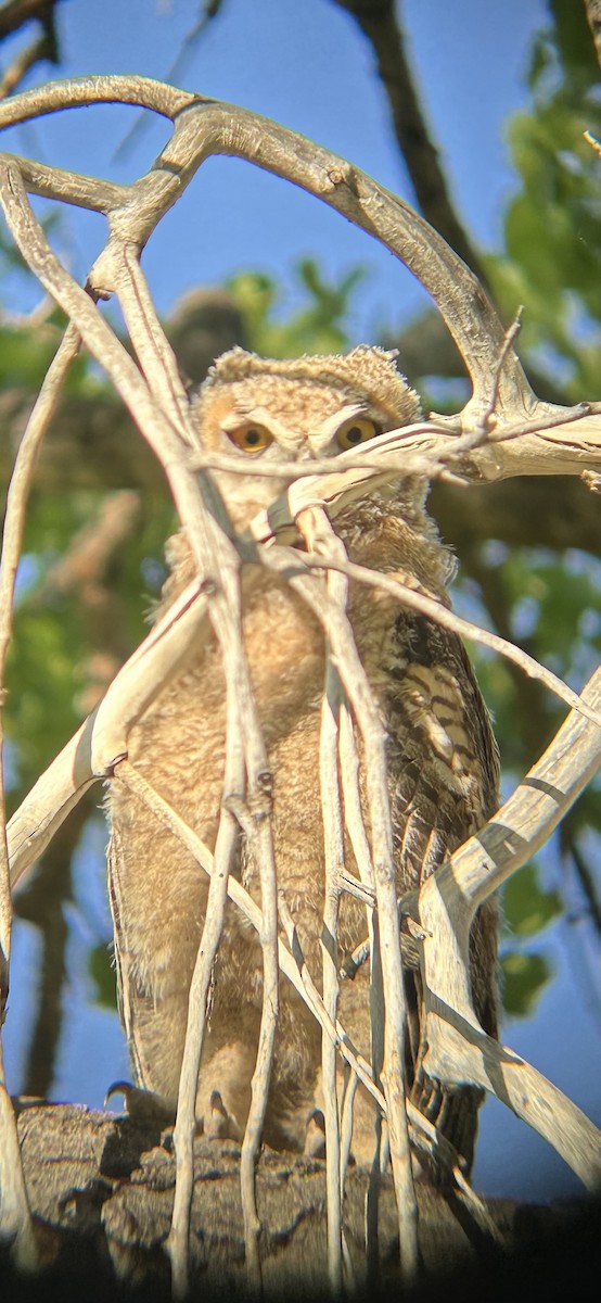Great Horned Owl - ML619985351