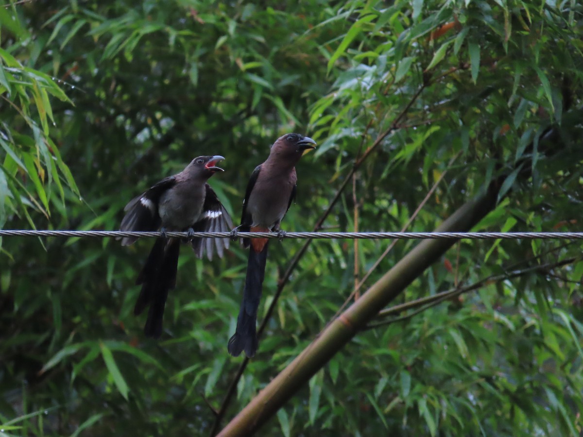 Gray Treepie - ML619985361