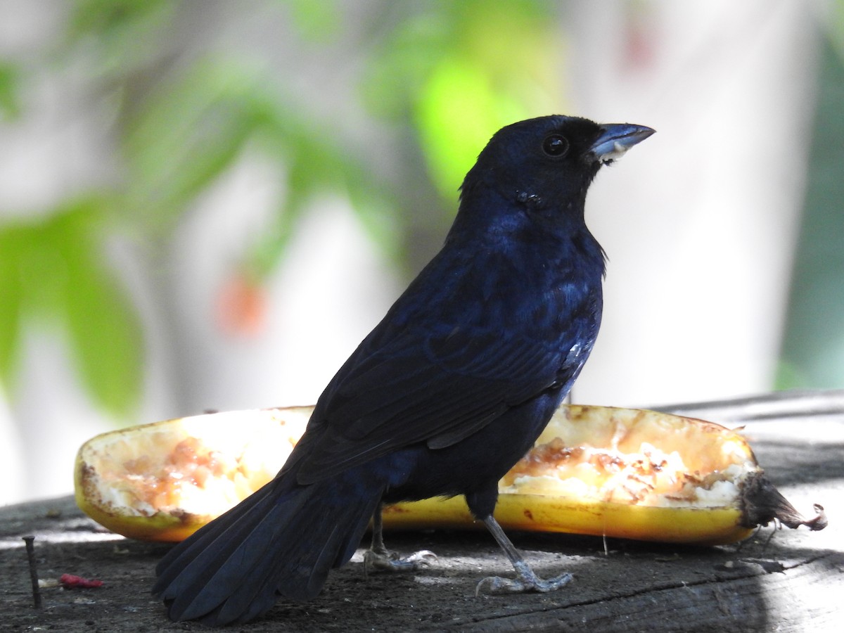 Ruby-crowned Tanager - ML619985378