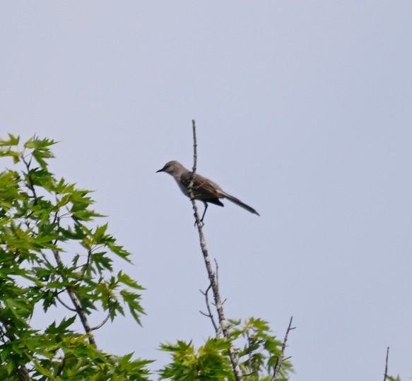 Northern Mockingbird - ML619985394