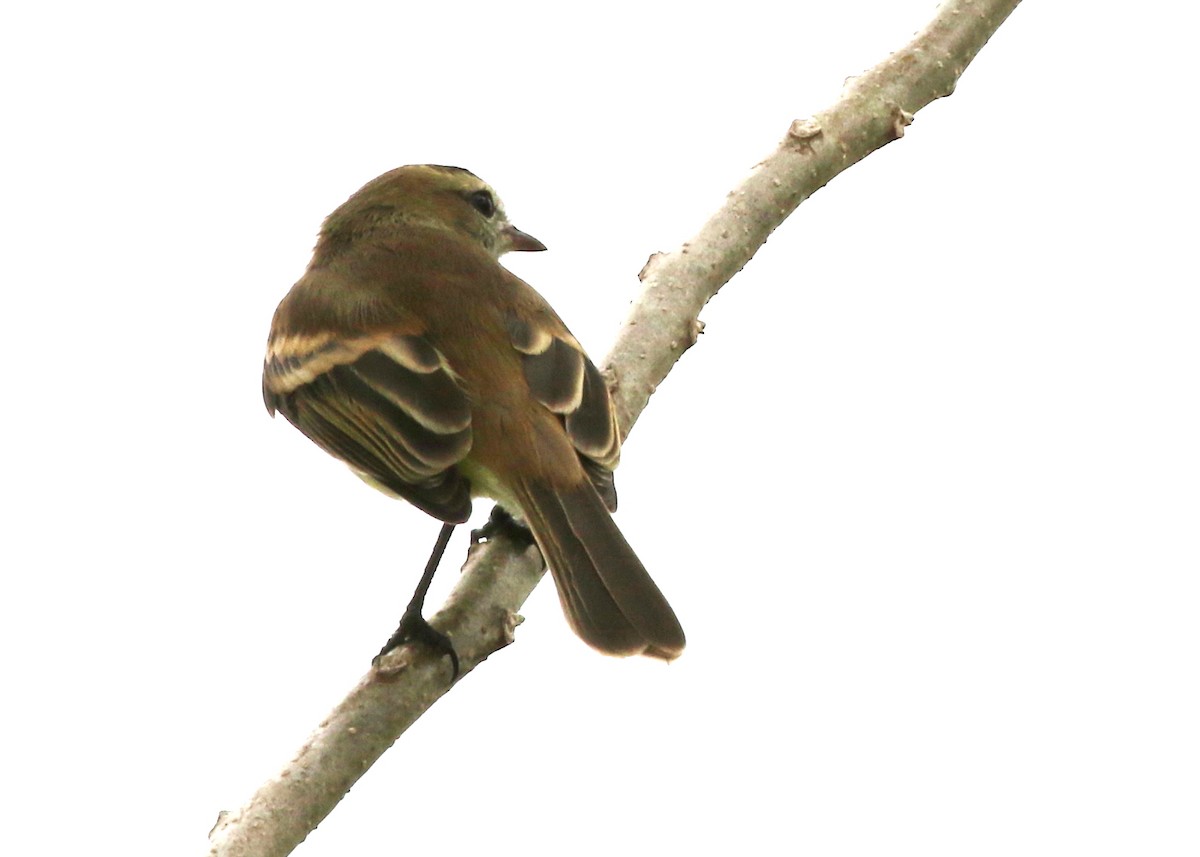 Northern Mouse-colored Tyrannulet - ML619985395