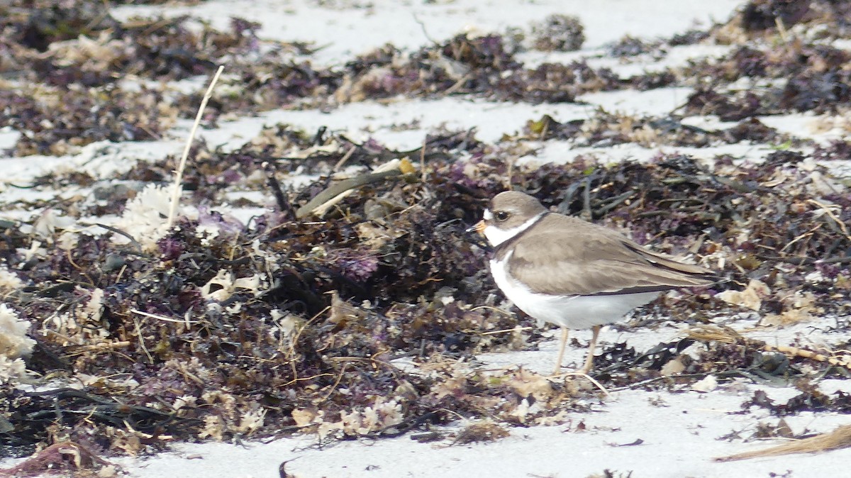 Semipalmated Plover - ML619985406