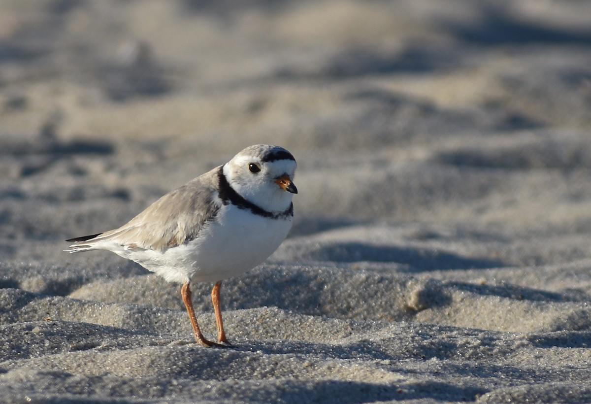 Piping Plover - ML619985414