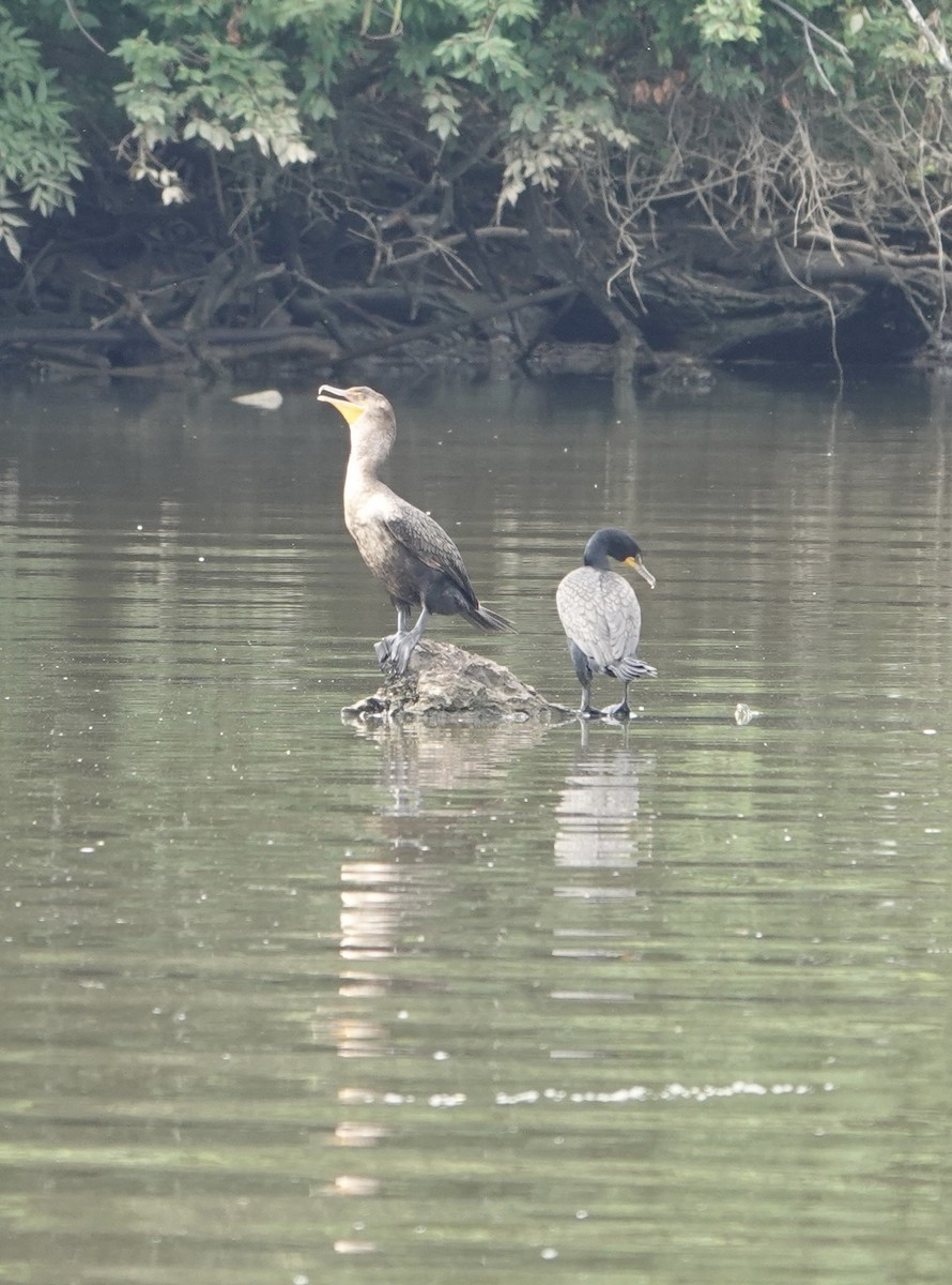 Double-crested Cormorant - ML619985416