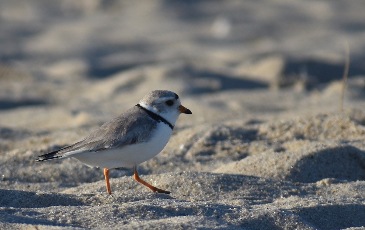 Piping Plover - ML619985421