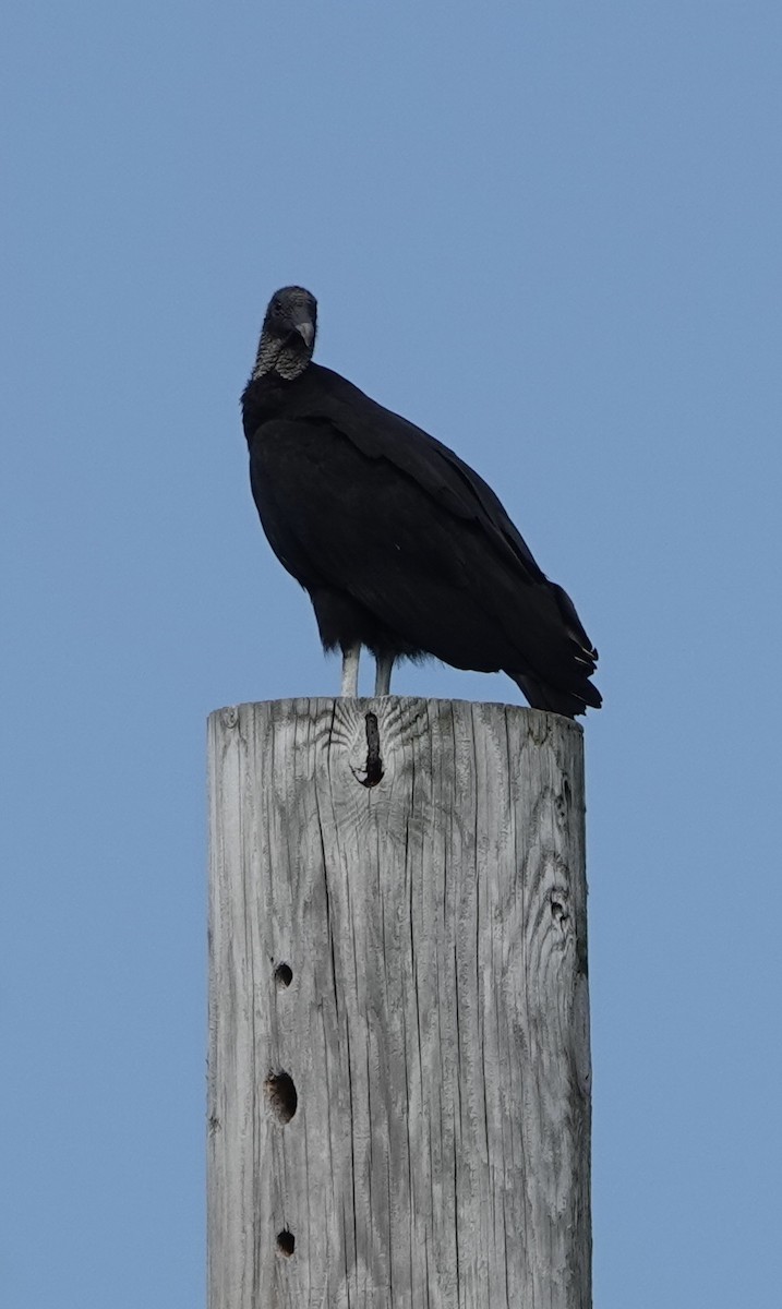 Black Vulture - ML619985422