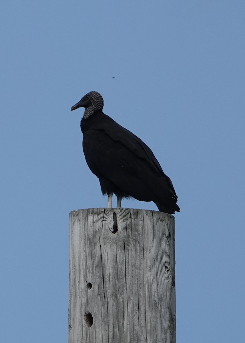 Black Vulture - ML619985423