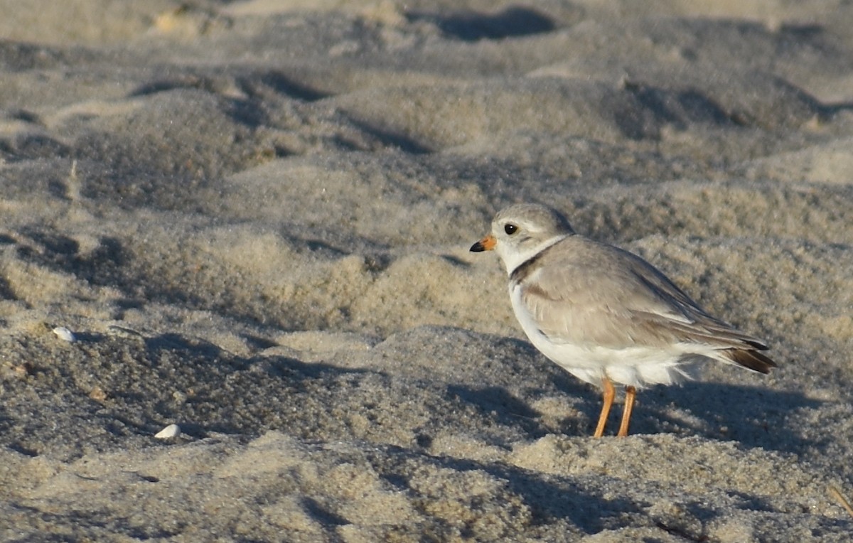 Piping Plover - ML619985424