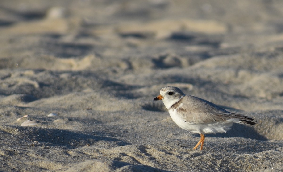 Piping Plover - ML619985425