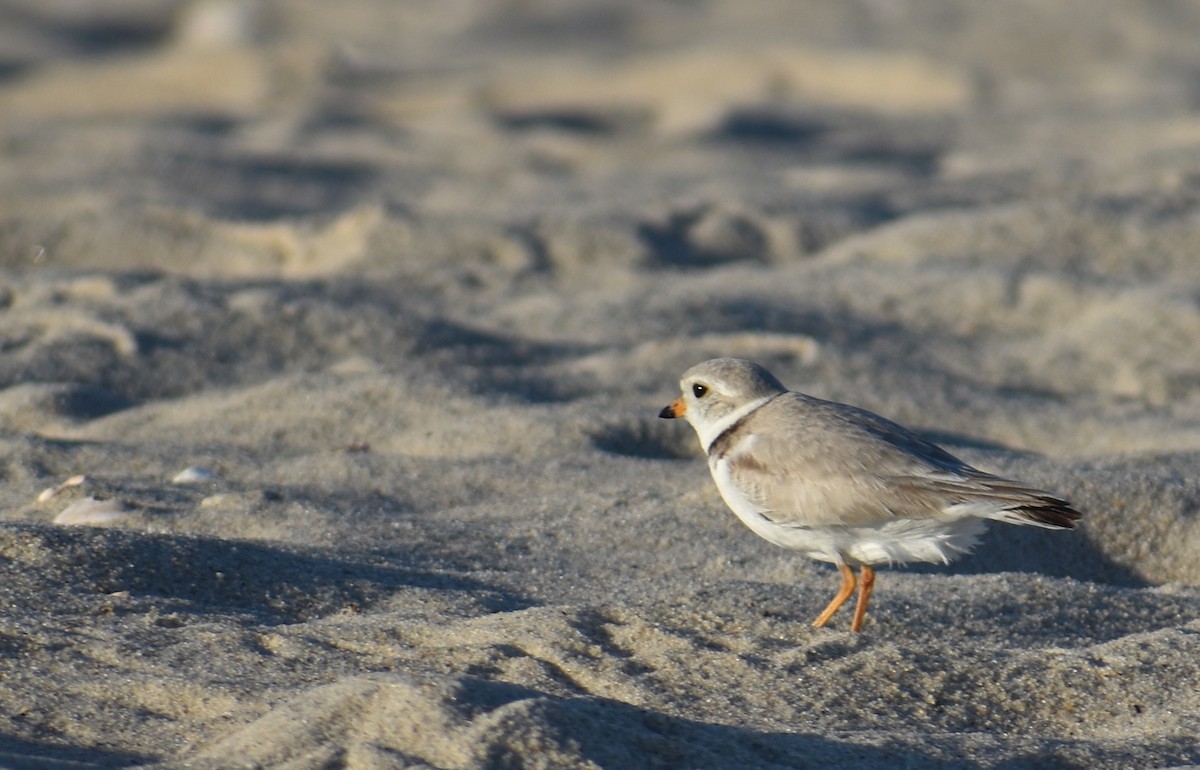 Piping Plover - ML619985428