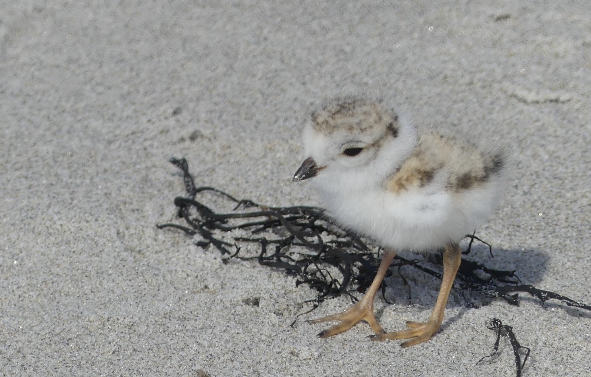 Piping Plover - Sally Pachulski