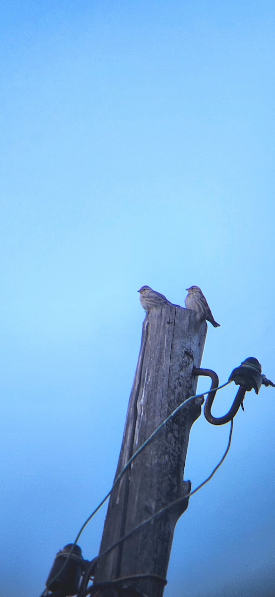 Rock Sparrow - ML619985434