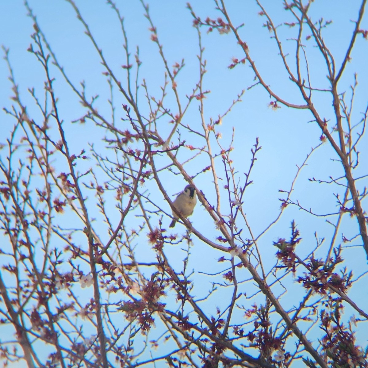 Eurasian Tree Sparrow - ML619985438