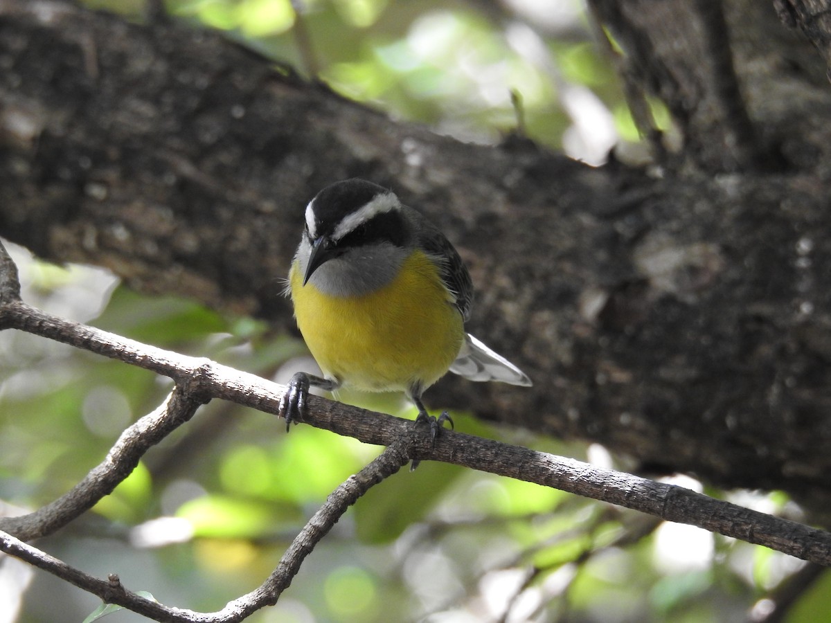 Bananaquit - ML619985440