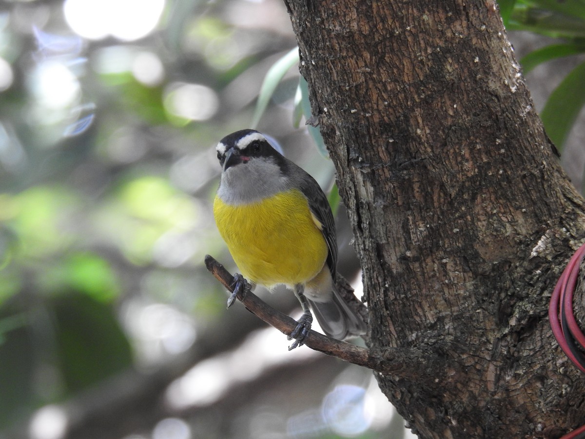 Bananaquit - ML619985443