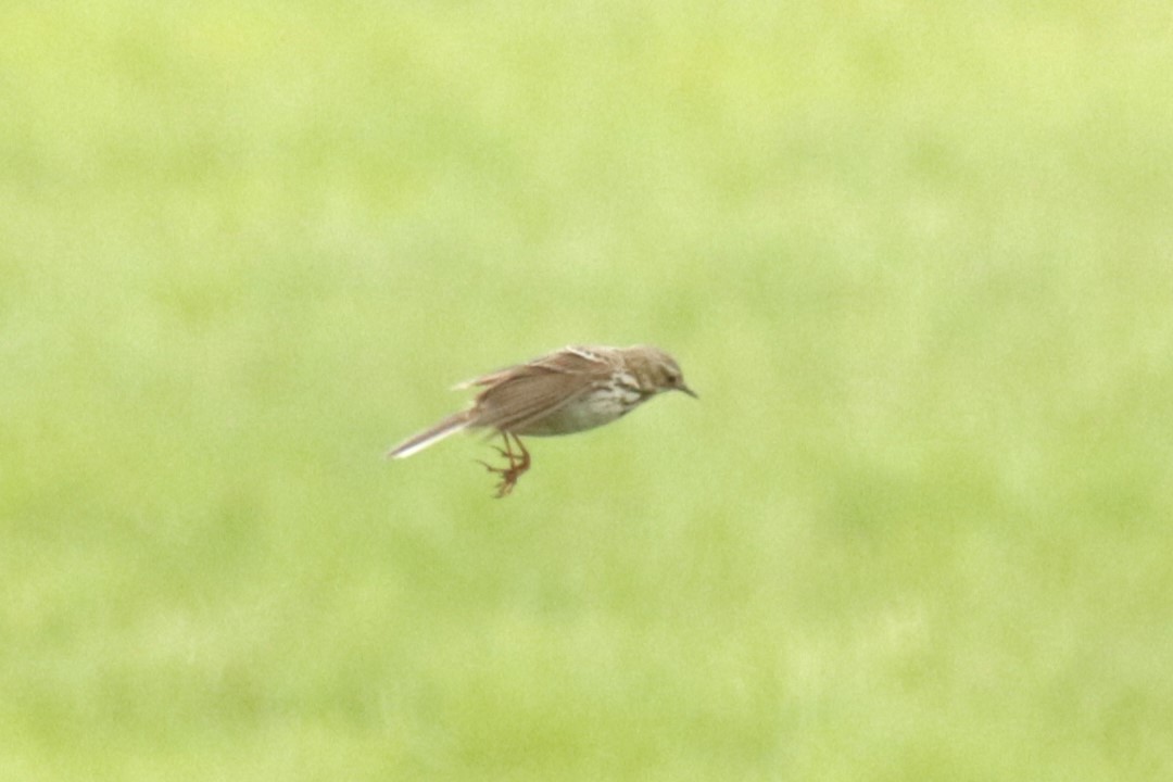 Meadow Pipit - ML619985445