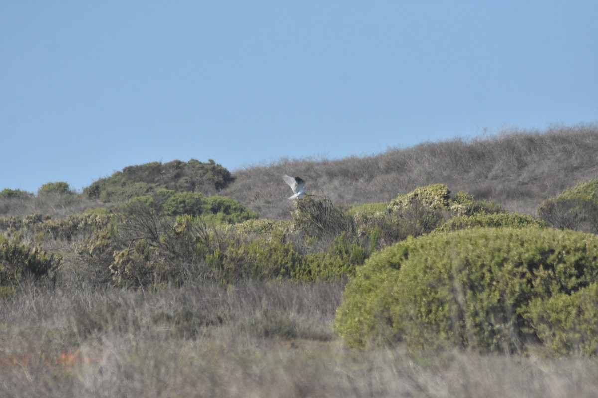 White-tailed Kite - ML619985448