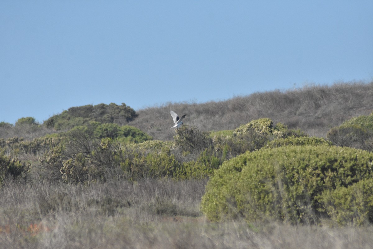 White-tailed Kite - ML619985449