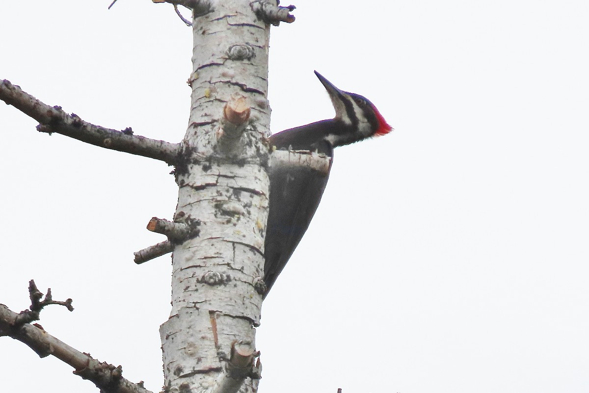 Pileated Woodpecker - Craig Johnson