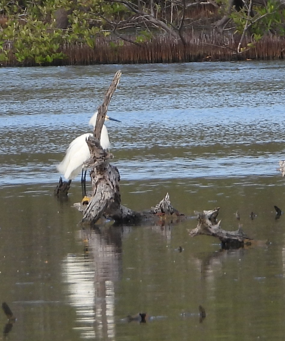 Snowy Egret - ML619985452