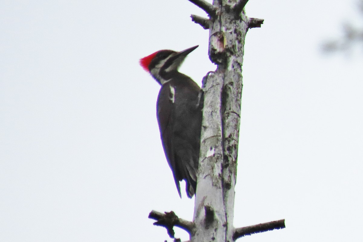 Pileated Woodpecker - ML619985453