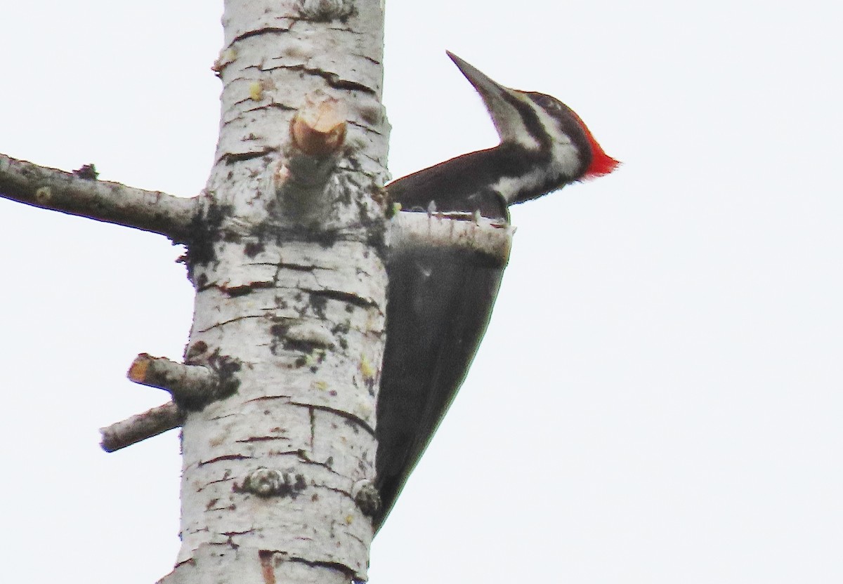 Pileated Woodpecker - ML619985454