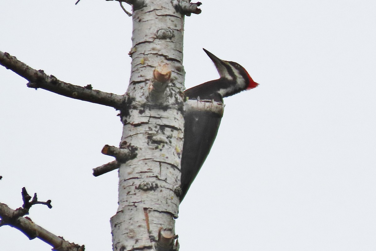 Pileated Woodpecker - Craig Johnson