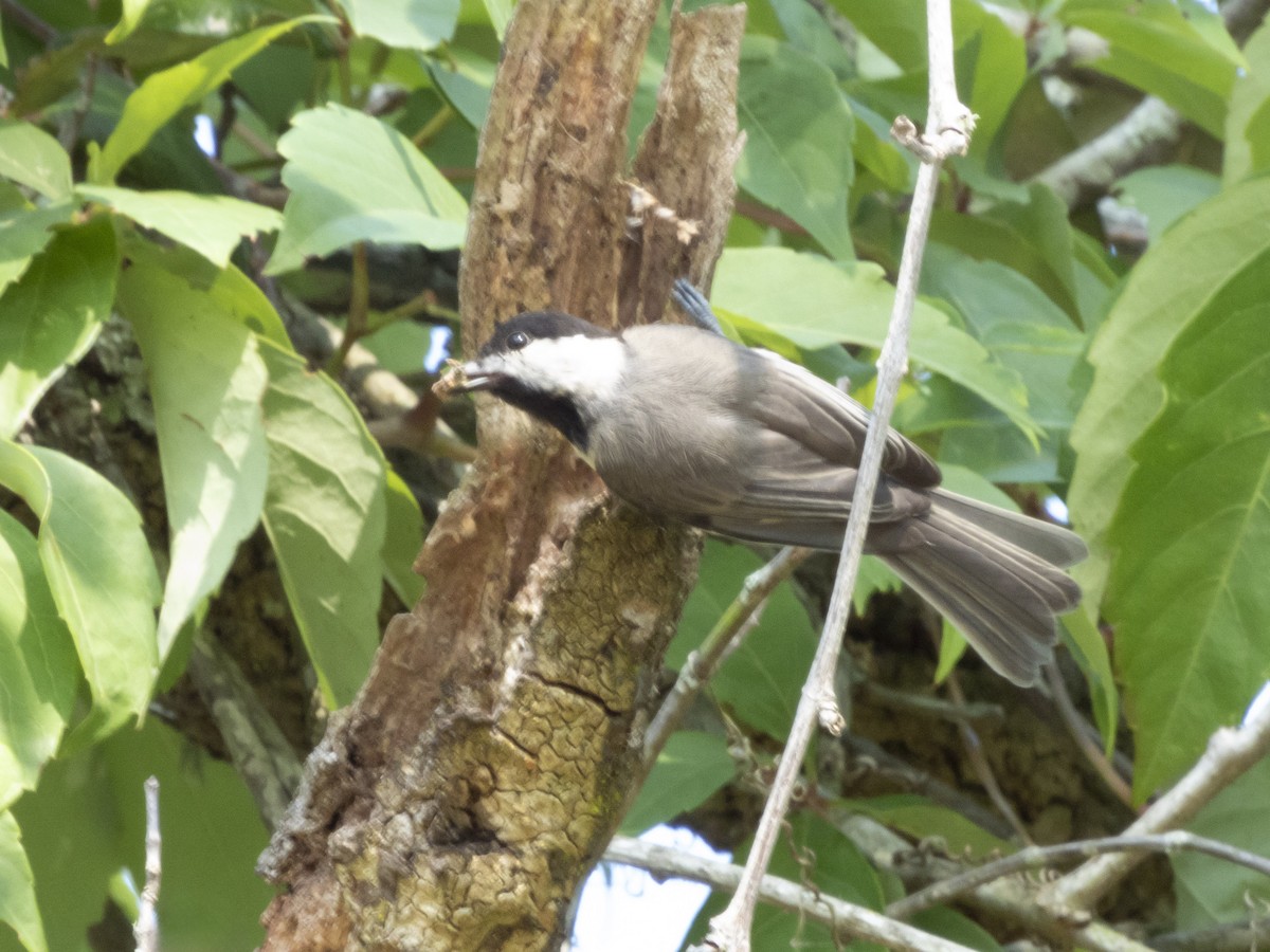 Carolina Chickadee - ML619985479