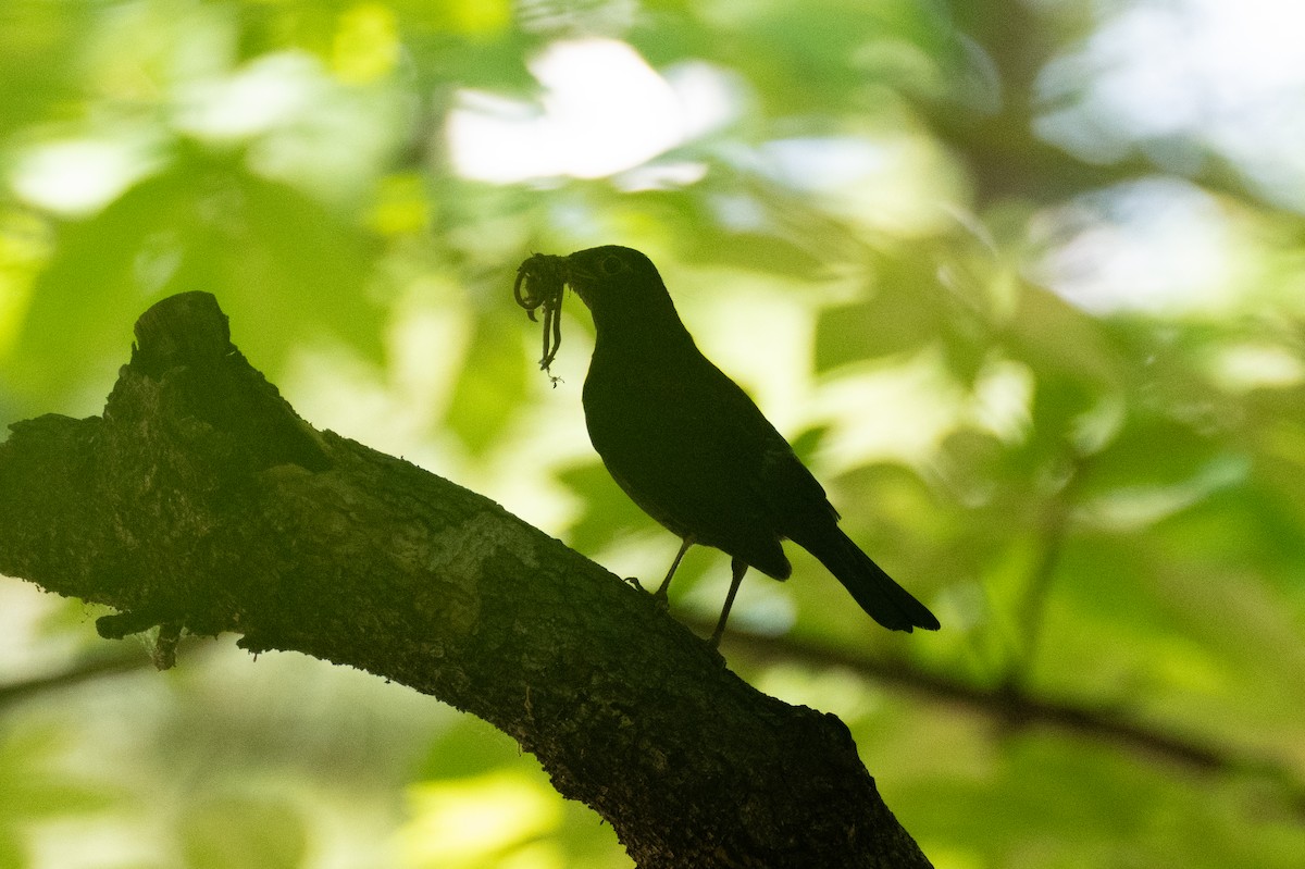 Chinese Blackbird - Fran Kim