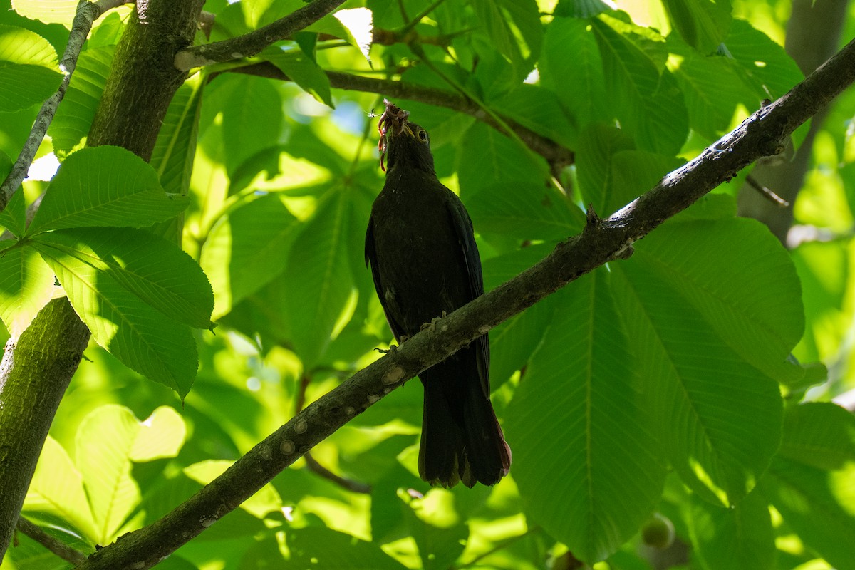 Chinese Blackbird - ML619985495