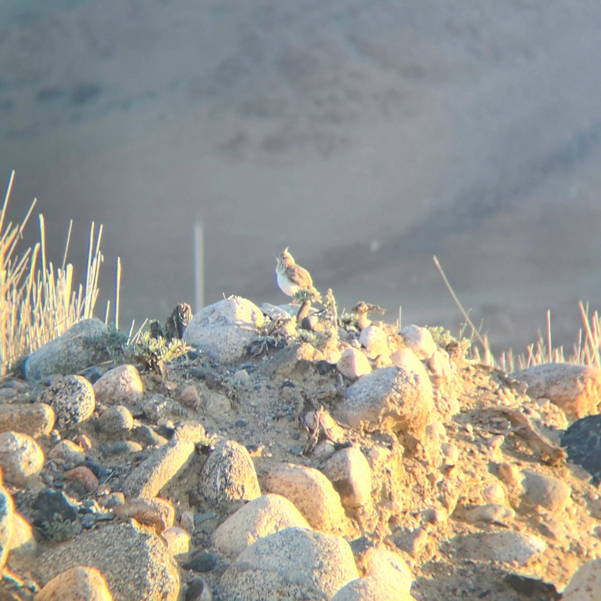 Crested Lark - ML619985497