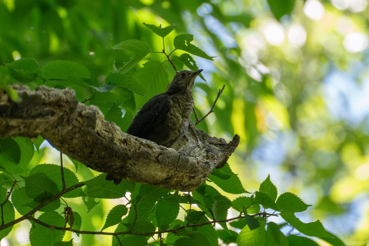 Chinese Blackbird - Fran Kim