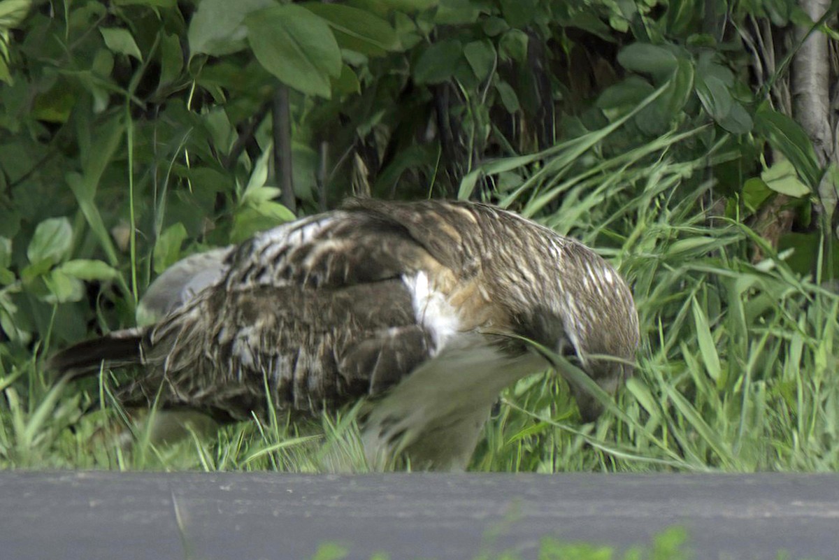 Red-tailed Hawk - ML619985508