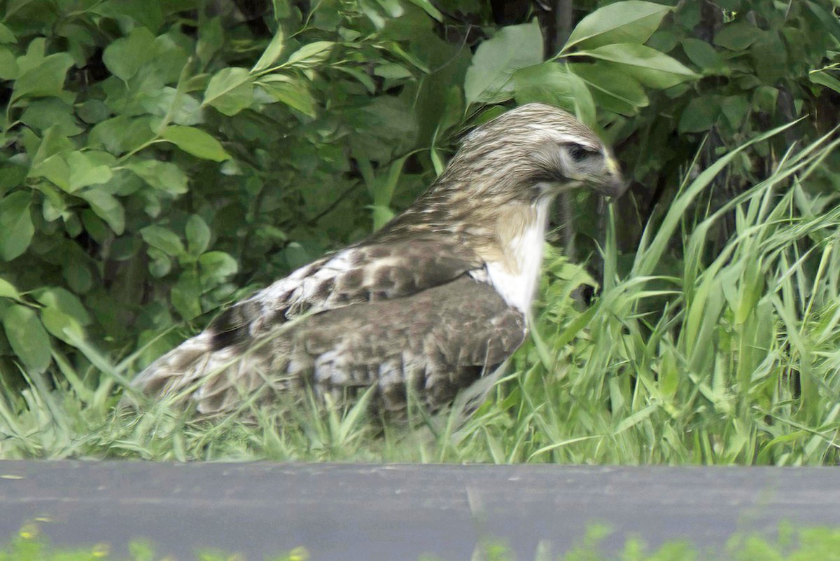 Red-tailed Hawk - ML619985512