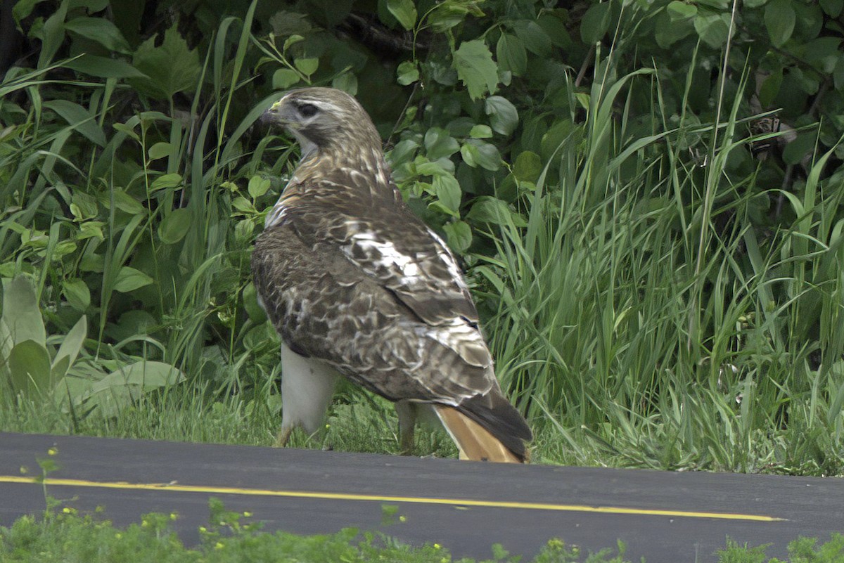 Red-tailed Hawk - ML619985515