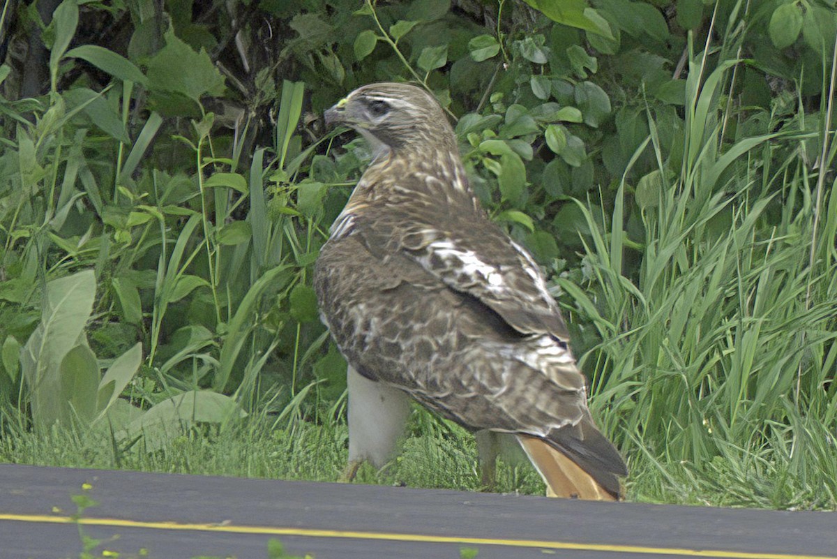 Red-tailed Hawk - ML619985517