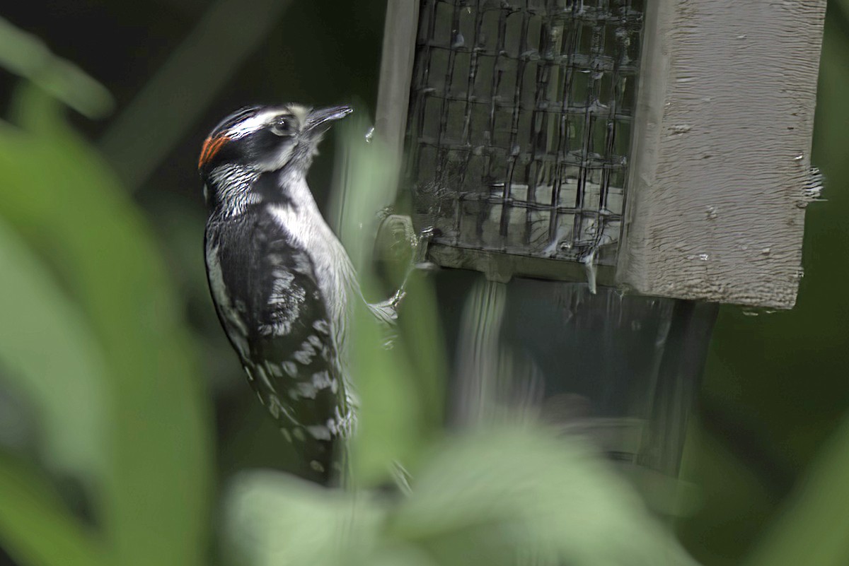 Downy Woodpecker - ML619985524