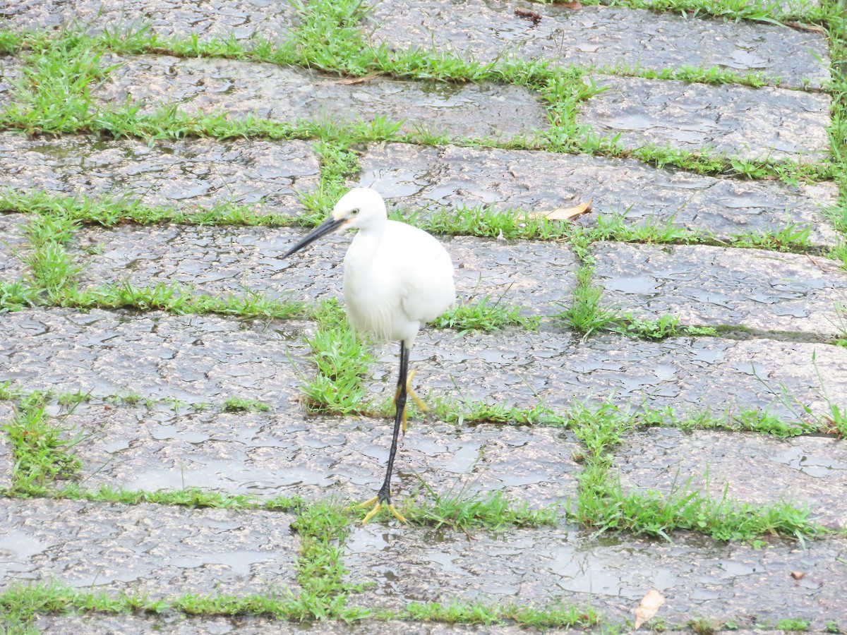 Aigrette garzette - ML619985548