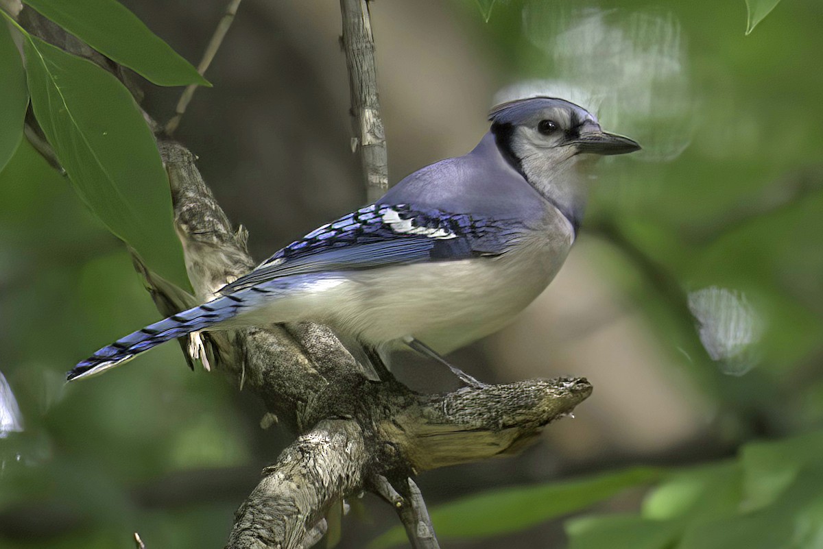 Blue Jay - ML619985549