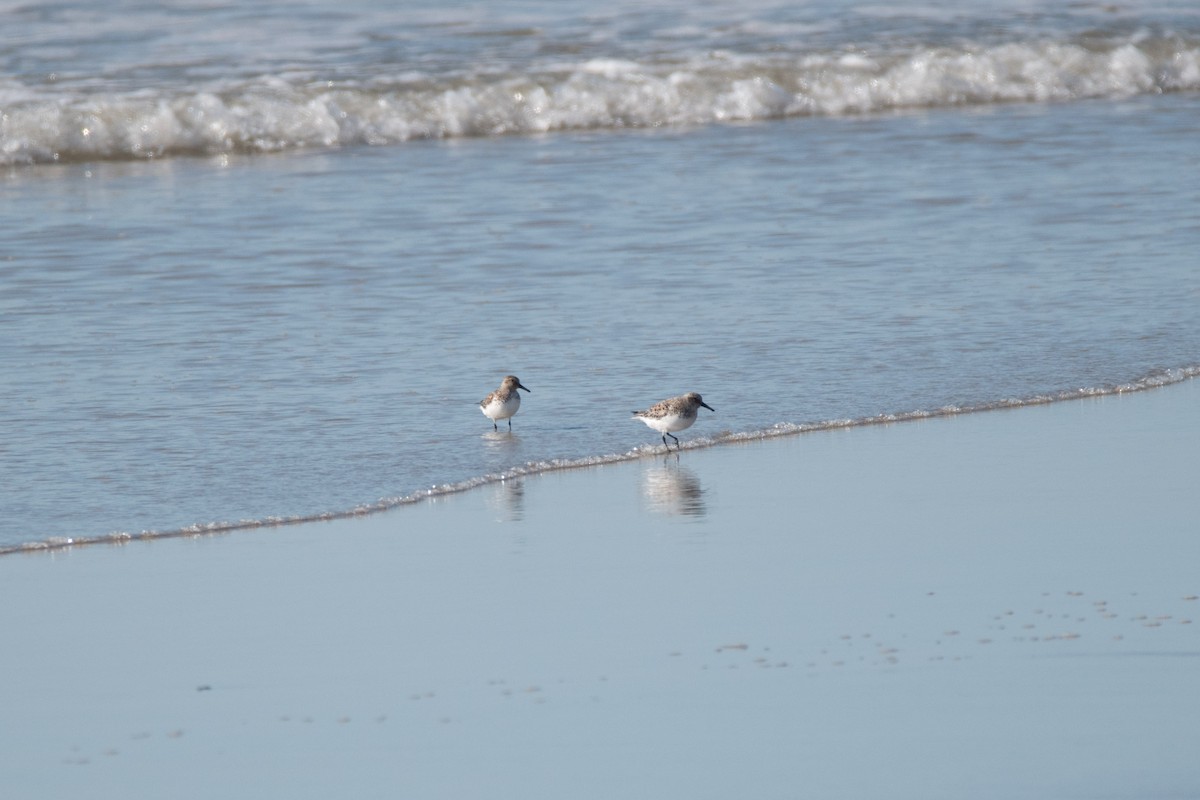 Bécasseau sanderling - ML619985580