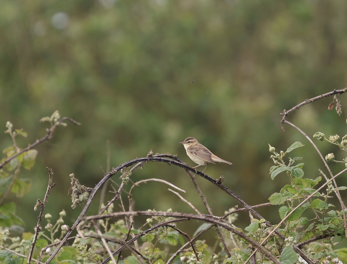 Sedge Warbler - ML619985585