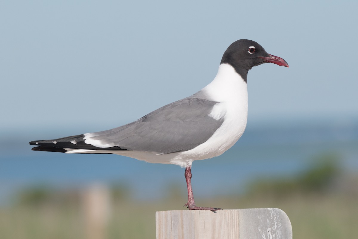 Laughing Gull - ML619985586