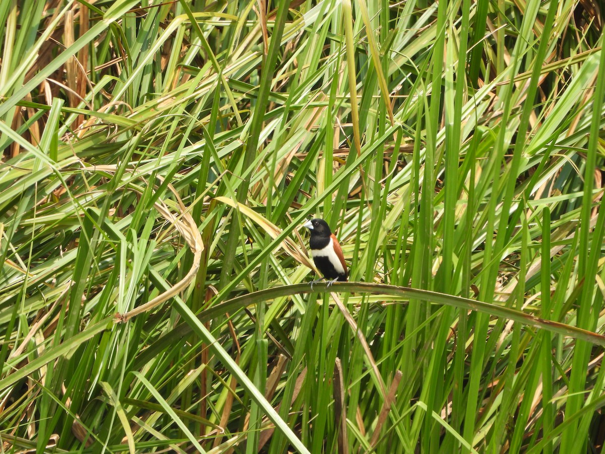 Tricolored Munia - ML619985587