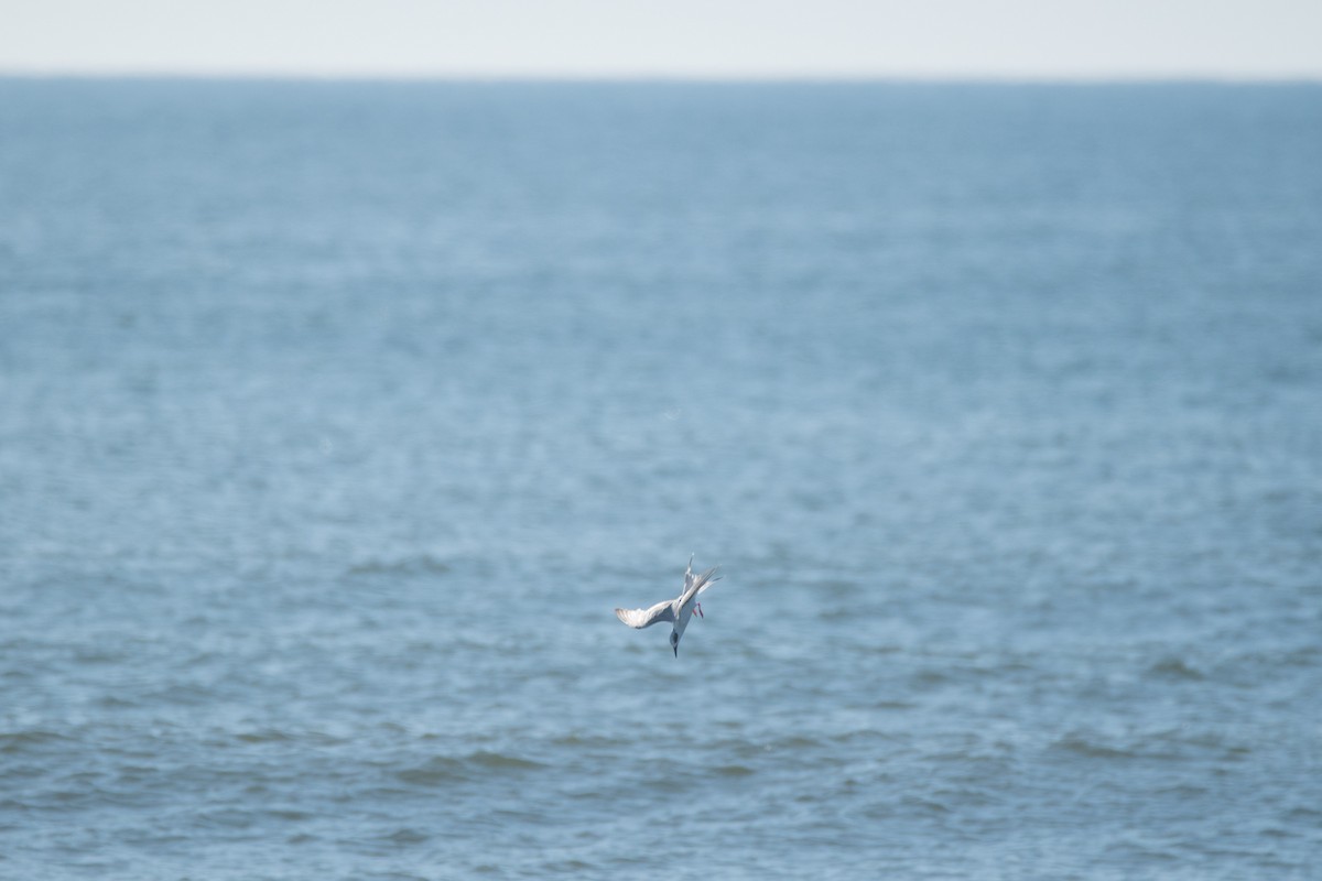 Forster's Tern - ML619985588